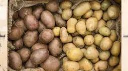 Правильне Зберігання Картоплі