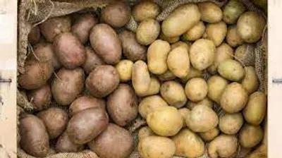 Правильне Зберігання Картоплі